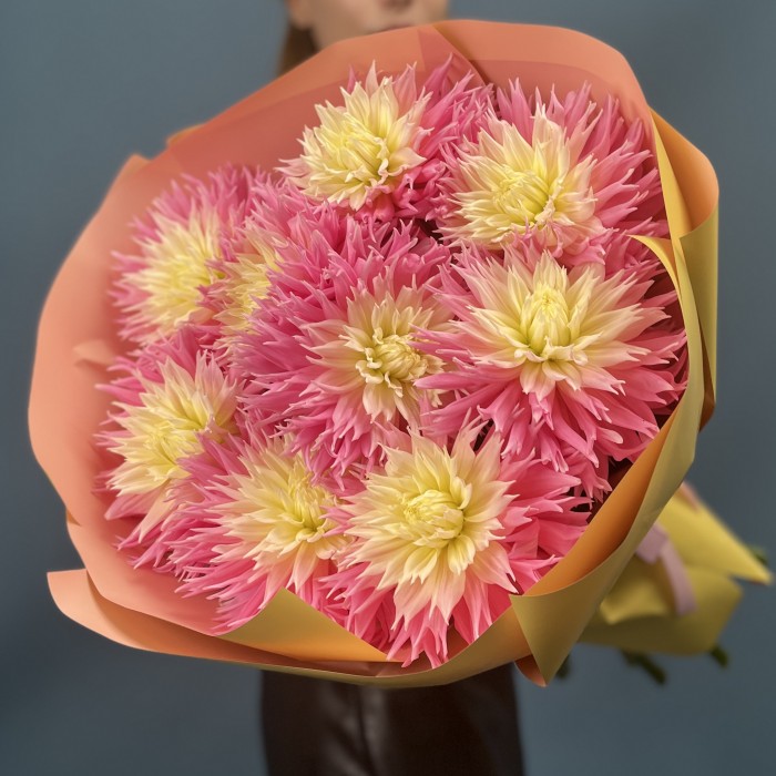 9 розово-желтых игольчатых георгин Джаст Меррид